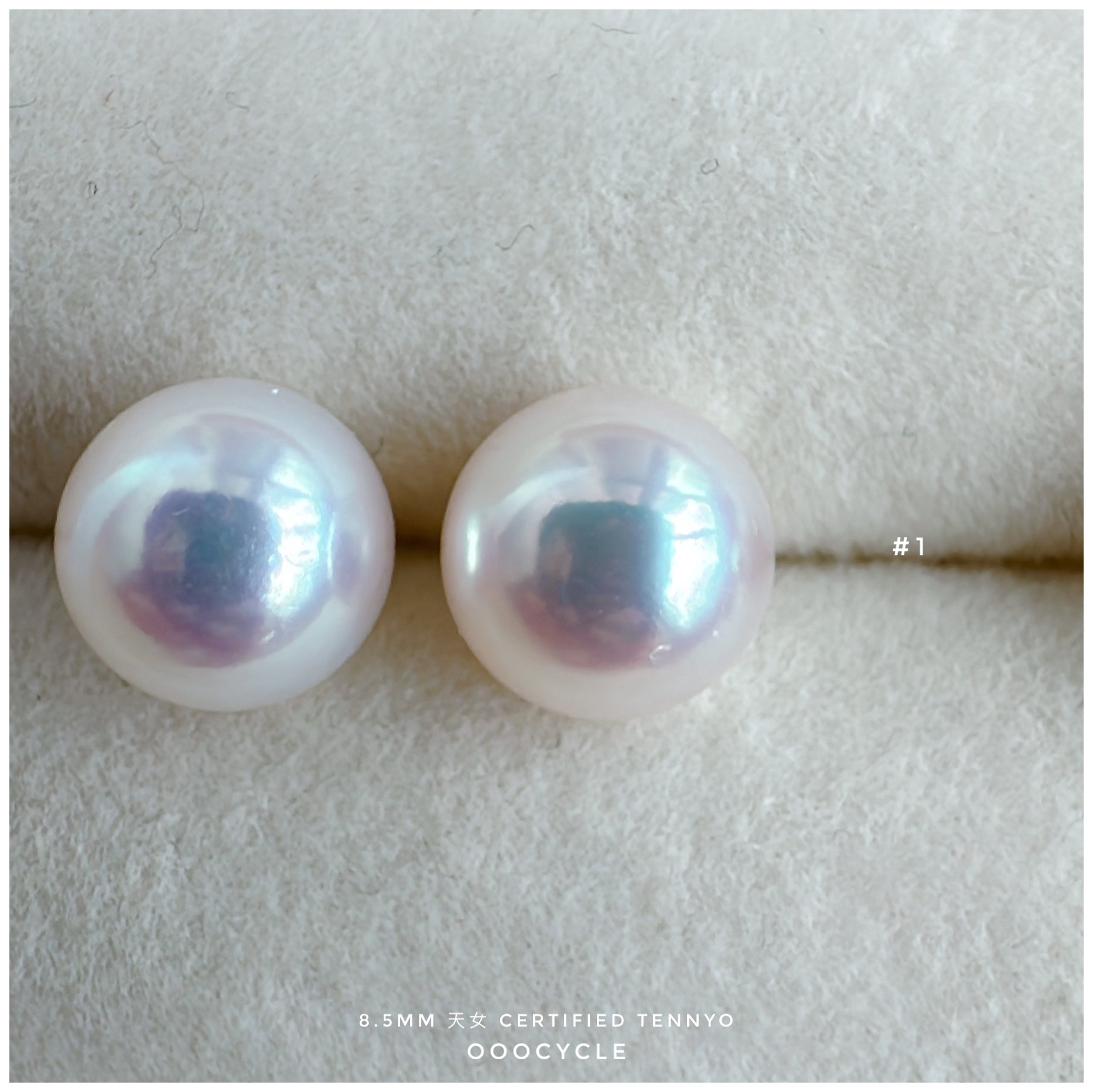 天女證書耳釘 Certified Tennyo Studs 8.5mm